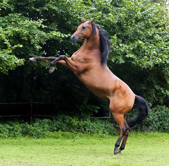 Fathier