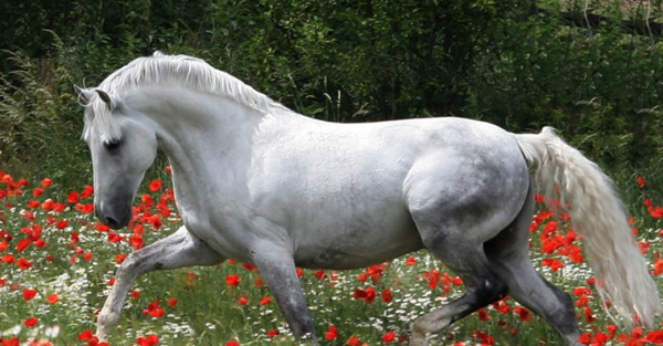 Ábránd